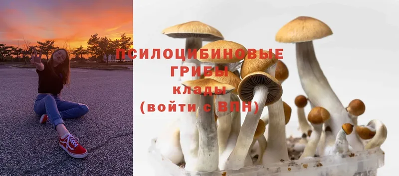 Псилоцибиновые грибы MAGIC MUSHROOMS  кракен ТОР  Октябрьск 